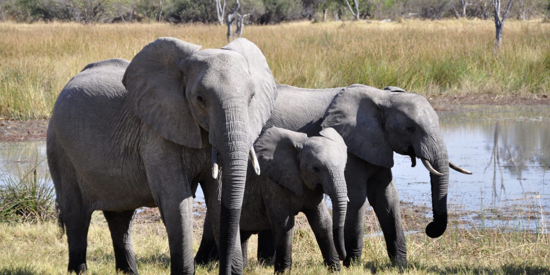 The three L&D elephants with Paul Matthews