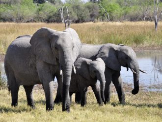 The three L&D elephants with Paul Matthews