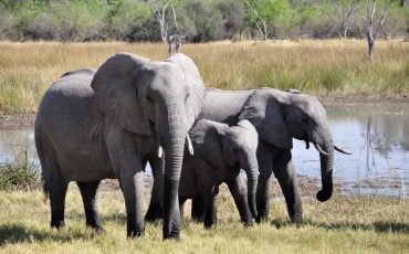 The three L&D elephants with Paul Matthews