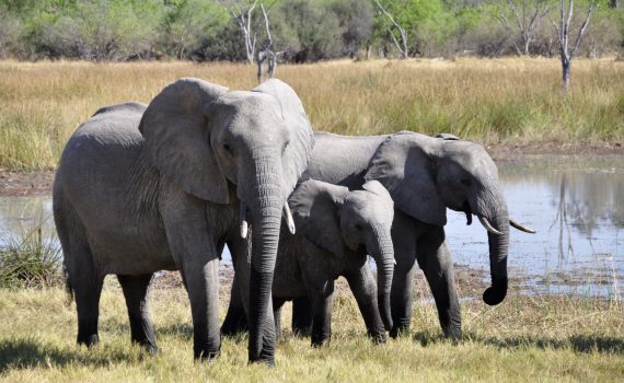The three L&D elephants with Paul Matthews